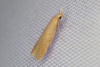 Coleophora