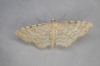 Idaea fuscovenosa