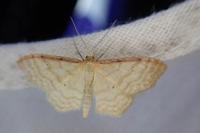 Idaea humiliata