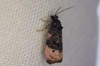 Metendothenia atropunctana