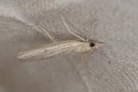 Pediasia contaminella