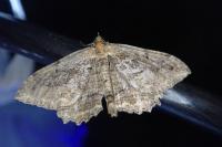 Philereme transversata