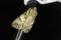 Polyphaenis sericata