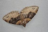 Xanthorhoe ferrugata