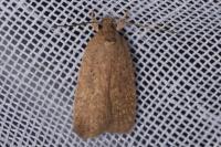 Agonopterix subpropinquella