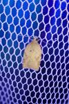 Acleris ferrugana/notana