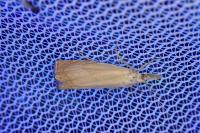 Chrysoteuchia culmella