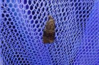 Celypha lacunana
