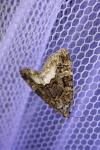 Deltote pygarga