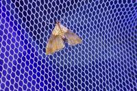 Agrotera nemoralis