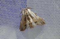 Harpyia milhauseri