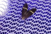 Aproaerema larseniella