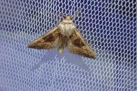 Euplexia lucipara
