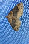 Xanthorhoe ferrugata