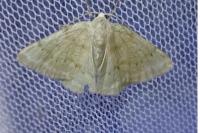Pseudoterpna pruinata