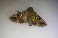 Autographa gamma