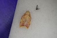 Carcina quercana