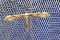Oidaematophorus lithodactylus