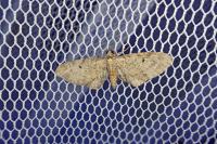 Eupithecia tenuiata