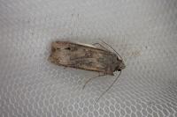 Agrotis ipsilon