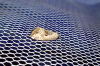 Elaphria venustula