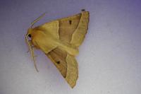 Crocallis elinguaria
