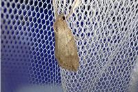 Pachycnemia hippocastanaria