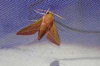Deilephila elpenor