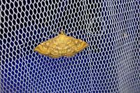 Anania verbascalis