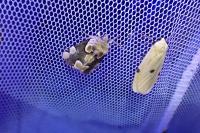 Thyatira batis