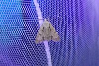 Acronicta psi