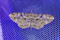 Peribatodes rhomboidaria