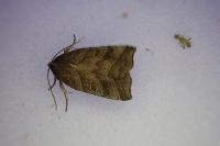 Ipimorpha retusa