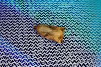 Archips podana