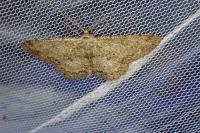 Hypomecis punctinalis