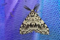 Lymantria monacha
