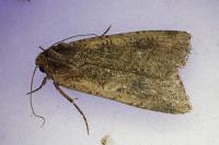 Peridroma saucia