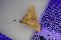 Endotricha flammealis