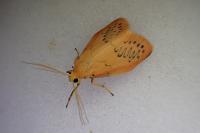 Miltochrista miniata