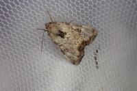 Apamea scolopacina