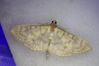 Patania ruralis