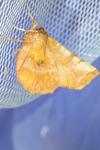 Selenia dentaria