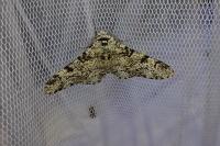 Biston betularia