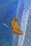 Malacosoma neustria