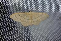Idaea aversata