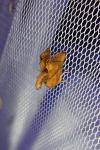 Apoda limacodes