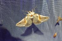 Habrosyne pyritoides