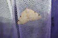 Lomographa bimaculata