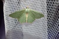 Hemithea aestivaria