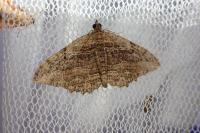 Philereme transversata